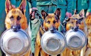 为什么英国警犬一退役就要实行安乐死？
