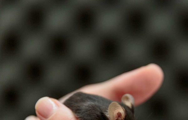 苹果 Google 每年花几千万请人养鼠逗鸟,这是为什么?