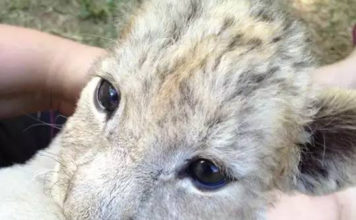 去非洲养狮子成了她一生的噩梦 | 现实版狮子王,比电影残酷一万倍