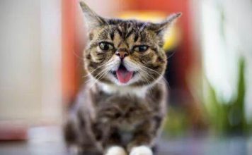 令全世界牵挂的小猫,终究还是离开了 令全世界牵挂的小猫,终究还是离开了