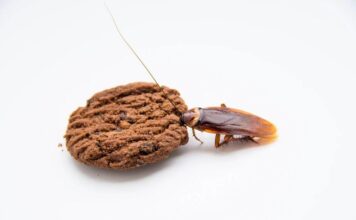 不仅咖啡，面粉、巧克力、橙汁……里都有老鼠毛和虫子