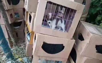 惨不忍睹！上海一小区门口，上百只奶猫奶狗哀嚎不止，有的已死亡