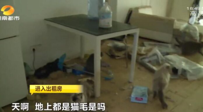 租客突然离去,屋里一团糟,房东直呼恐怖!
