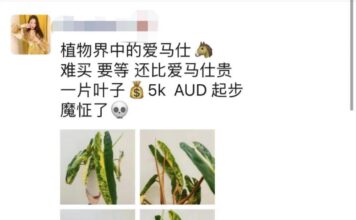 一株几万还要配货,这届年轻人买不起绿植 一株几万还要配货,这届年轻人买不起绿植