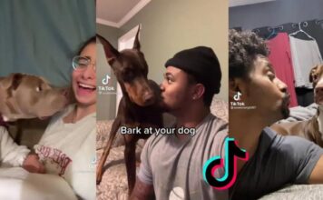 玩网少年,死于 Tik Tok 玩网少年,死于 Tik Tok