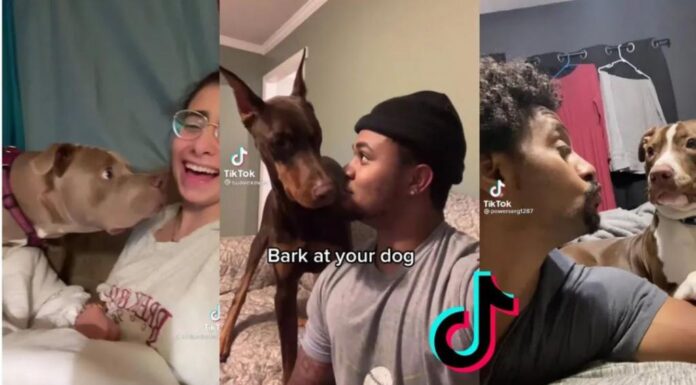 玩网少年,死于 Tik Tok