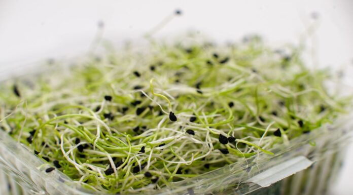 CDC:Everything Sprouts苜蓿芽菜关联15州55人感染大肠杆菌与沙门氏菌,4人住院 超市常见的盒装新鲜芽菜特写,美国疾控中心通报Everything Sprouts苜蓿芽菜关联大肠杆菌与沙门氏菌疫情