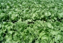 田间成片种植的球生菜，美国疾控中心通报墨西哥Taylor Farms球生菜关联环孢子虫疫情