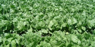 田间成片种植的球生菜，美国疾控中心通报墨西哥Taylor Farms球生菜关联环孢子虫疫情