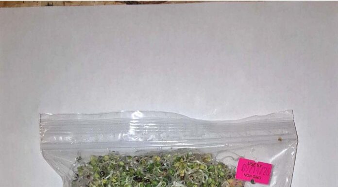 FDA通报Evergreen西兰花芽苗菜沙门氏菌召回 FDA召回页产品图:Evergreen西兰花芽苗菜透明袋装