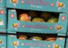 FDA通报Panorama Produce芒果沙门氏菌召回 FDA召回页产品图:Martina品牌箱装芒果