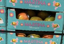 FDA召回页产品图：Martina品牌箱装芒果